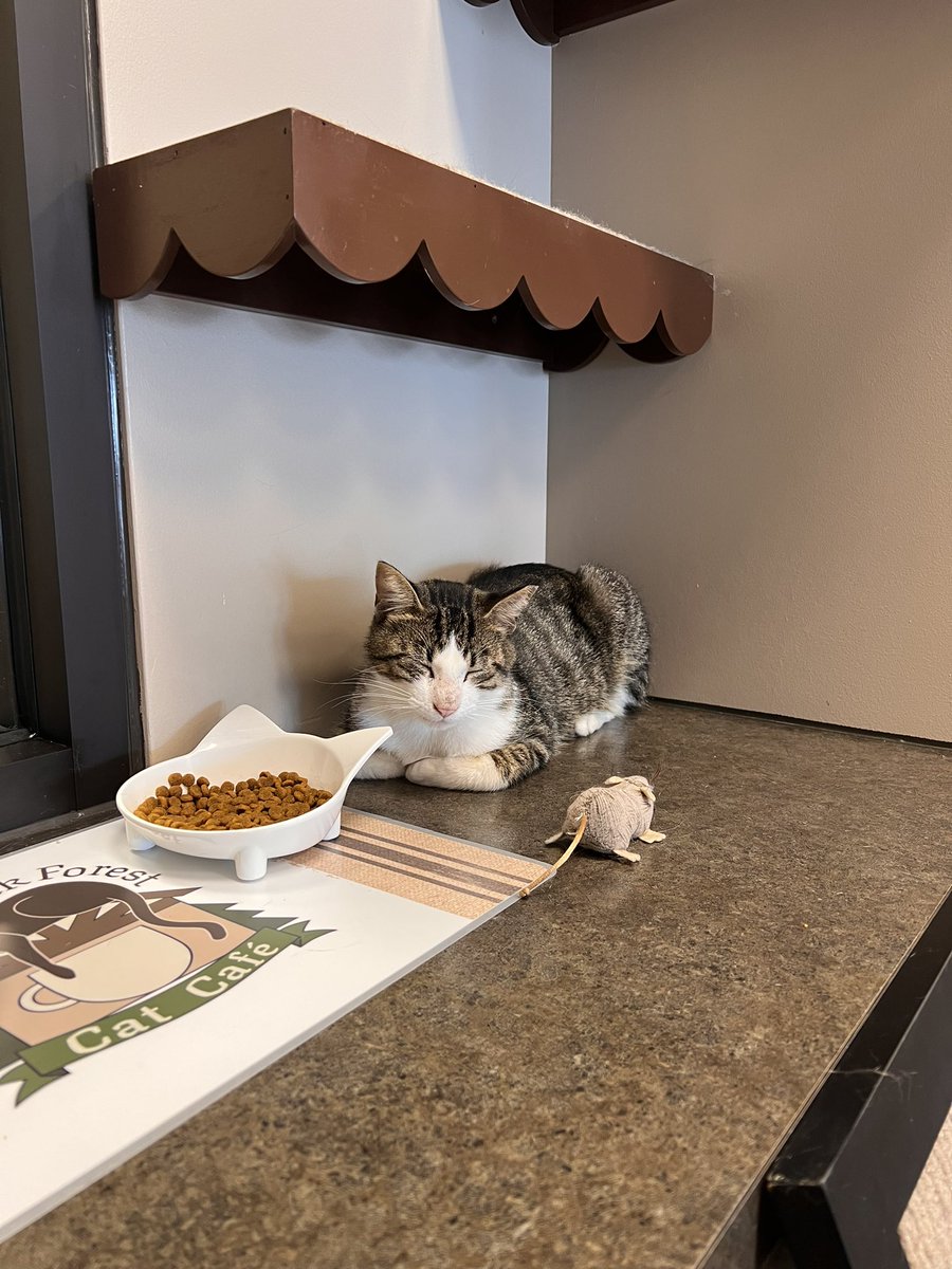 margaret3433's tweet photo. went to the little kitty cat café today….how precious https://t.co/lNVPKWIfhh