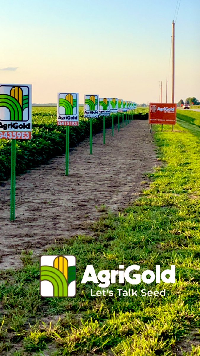 HRouse13's tweet photo. Great evening evaluating AgriGold’s Elite lineup of E3 soybeans at Laddonia, MO! The new G3857E3 for 2023 is looking agronomically solid and handling heat stress well! Check out the yield results come fall! https://t.co/fuj7IeQtXm