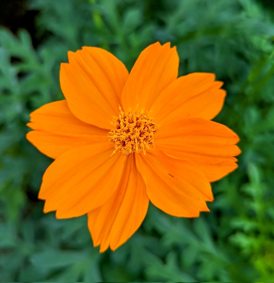 firozraja8's tweet photo. #FridayFreshness #Upclose #FlowerPhotography #Freshfromthelens #TweetoftheDay https://t.co/9Ek7DnkQGZ