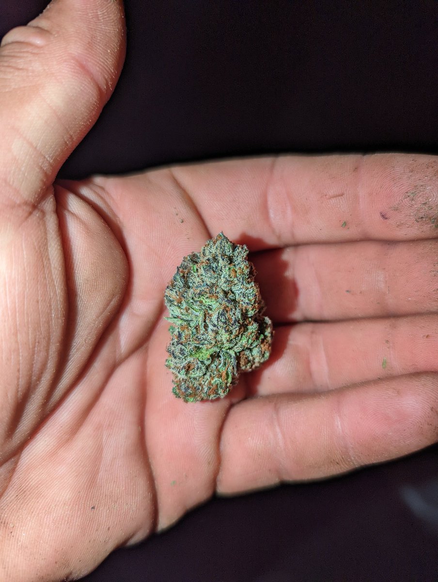 CryptoTeeZCT's tweet photo. I finally found another lady from seed that will stand the test of time... Sweet cereal gassy cookies.. last time I found something this fire was the phenos of ice cream cake I found 4years ago! Sundae driver x gushers -- help me name this girl
#keytothehighway
#phenohunter https://t.co/sGHe9EouNb