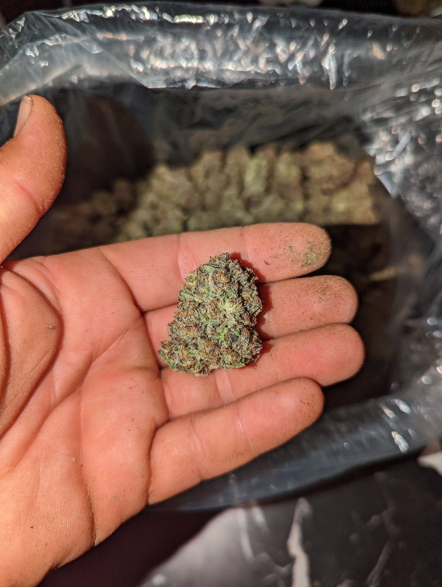 CryptoTeeZCT's tweet photo. I finally found another lady from seed that will stand the test of time... Sweet cereal gassy cookies.. last time I found something this fire was the phenos of ice cream cake I found 4years ago! Sundae driver x gushers -- help me name this girl
#keytothehighway
#phenohunter https://t.co/sGHe9EouNb