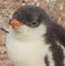 MusaLeeZheng's tweet photo. Penguins are epik https://t.co/cTib3GxDyA