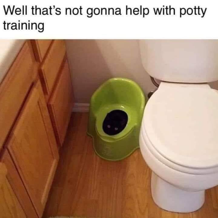 PeachyKeenBean7's tweet image. Bwahahaahaaaa 🐈‍⬛🤣😁🤣 🚽😆 #pottyhumor 🐈‍⬛  #BeepBeep
