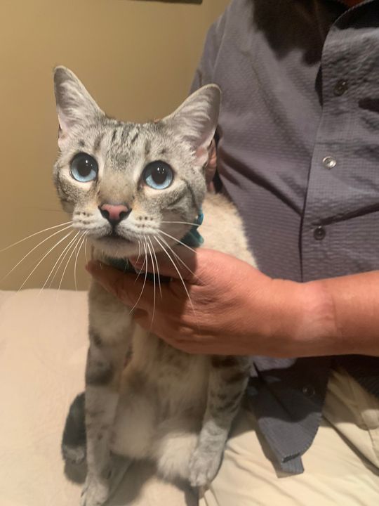 LOST PETS YYC tweet media