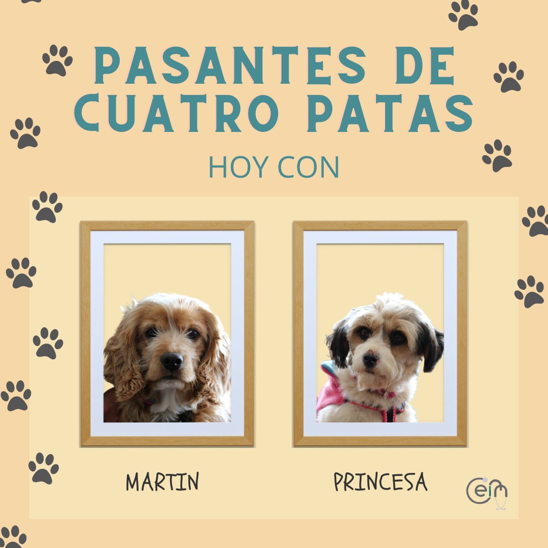 UniandesCEIM's tweet photo. El martes recibimos la visita de Martín y Princesa en el CP
Cada vez que los pasantes de cuatro patas de @RescatameBogota pasan a saludarnos se nos llena el corazón de alegría https://t.co/u1WMKYVoh6