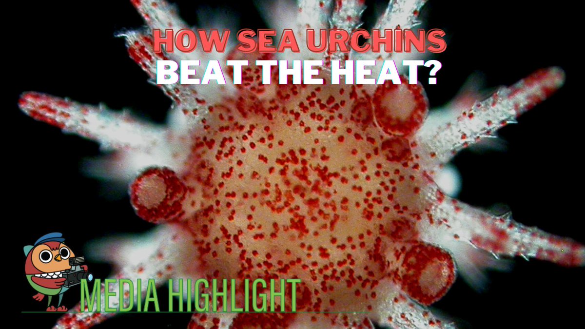 HKU_Science (@hku_science) on Twitter photo HKU marine scientists from <a href="/SWIMSHKU/">The Swire Institute of Marine Science (SWIMS) HKU</a> and their collaborators discovered that some urchin species developed an ability to pass on the heatwave resistance to the next generation to ensure their survival. Read on and learn more: bit.ly/3BJlpXN
bit.ly/3PUREYh HKU marine scientists from <a href="/SWIMSHKU/">The Swire Institute of Marine Science (SWIMS) HKU</a> and their collaborators discovered that some urchin species developed an ability to pass on the heatwave resistance to the next generation to ensure their survival. Read on and learn more: bit.ly/3BJlpXN
bit.ly/3PUREYh
