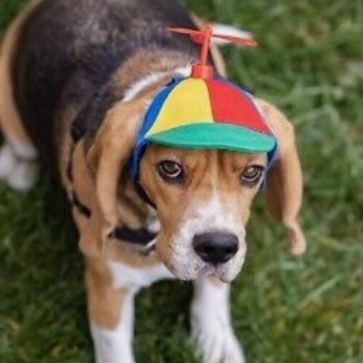 ChoccyMilk27's tweet photo. @SteveDawg420lol Together we will make gay dogs https://t.co/cLnBfZylH1