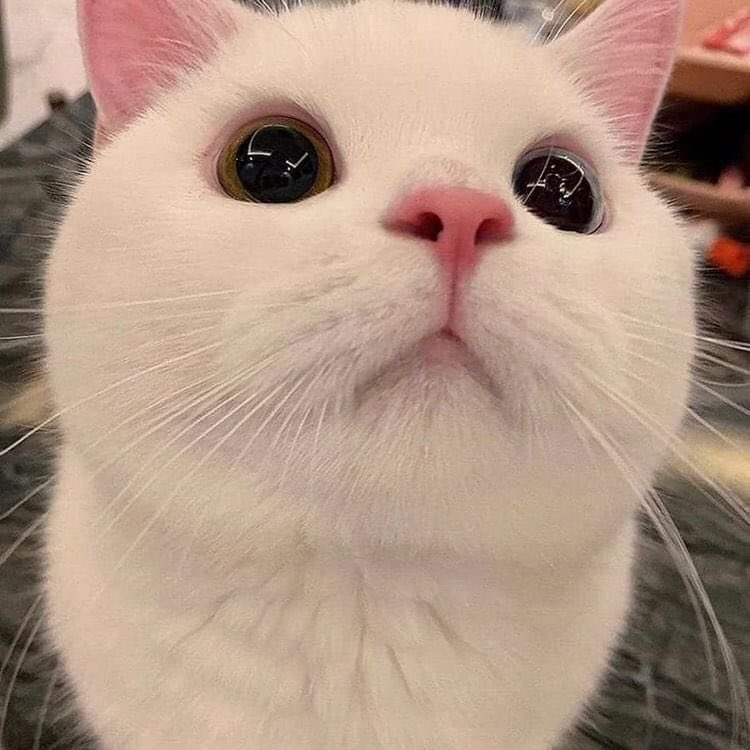 supiinez's tweet photo. @JoJoThaMoFo a cat as congrats https://t.co/e2PFJtpQpT