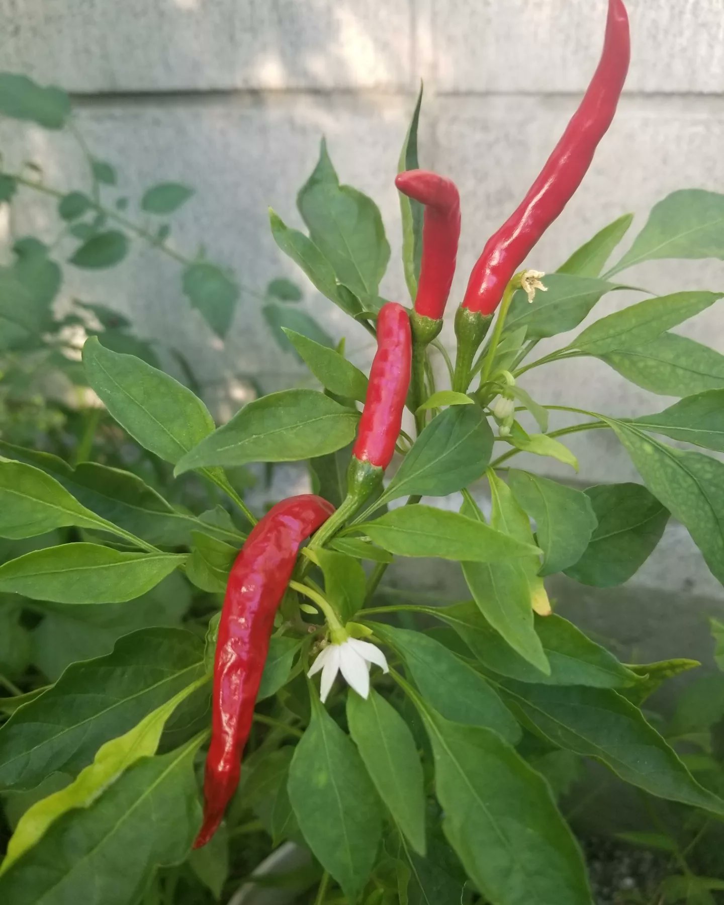 Emiちゃん 唐辛子 を収穫 乾燥していない生の唐辛子は激辛で料理に合うw バタフライピー の花 ハーブティーでレモンを入れると 青紫から赤紫へ色の変化が楽しめる プチトマト はポコポコ毎年たくさんとれるよ 家庭菜園 T Co 4cbaqi5bgt