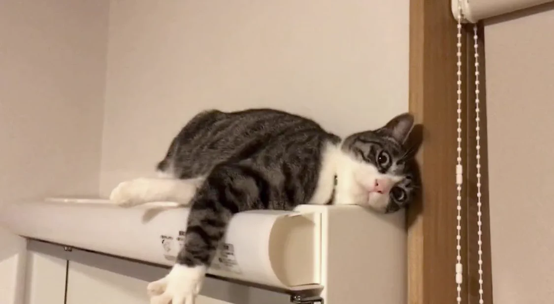 @kyuryuZ キュルちゃん見るたび実家ねこの太郎を思い出します🥰癒し 