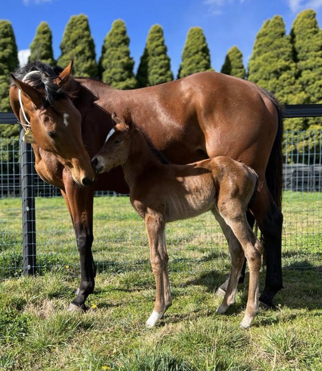 Chinahorseclub's tweet photo. Here she is… the first foal ever born at The Chase &amp; an extra special one at that!

A cracking bay filly by @DarleyStallions  Exceed And Excel &amp; out of our homebred 4xG2w and G1p Dame Giselle that we raced w/ @gobloodstockaus.

#naturalmum #crackingtype #speedonspeed https://t.co/VNwqNz19rl