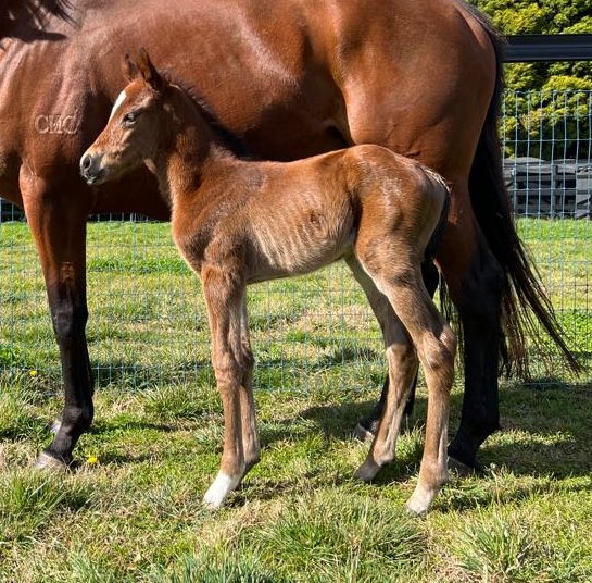 Chinahorseclub's tweet photo. Here she is… the first foal ever born at The Chase &amp; an extra special one at that!

A cracking bay filly by @DarleyStallions  Exceed And Excel &amp; out of our homebred 4xG2w and G1p Dame Giselle that we raced w/ @gobloodstockaus.

#naturalmum #crackingtype #speedonspeed https://t.co/VNwqNz19rl