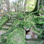 ツイートに含まれる画像