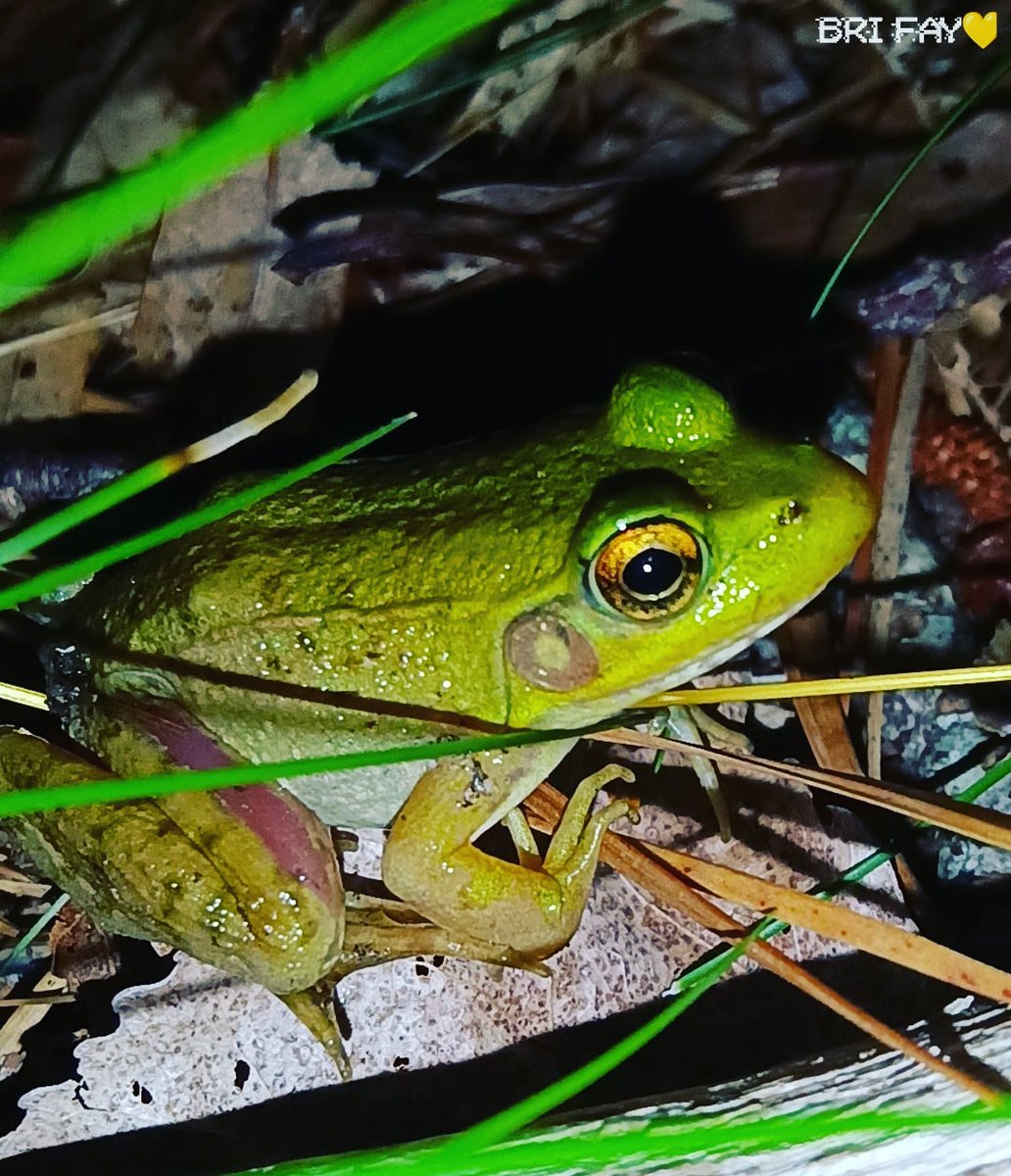 bri_fay4's tweet photo. Okay so highlight of my night. Just found this little dude. Though the weird part is, the nearest pond is 15 to 20 minutes away from me where the heck did you come from little one?? Be safe out there you beautiful creature 💛 #Frog https://t.co/lw7zNIIzaV