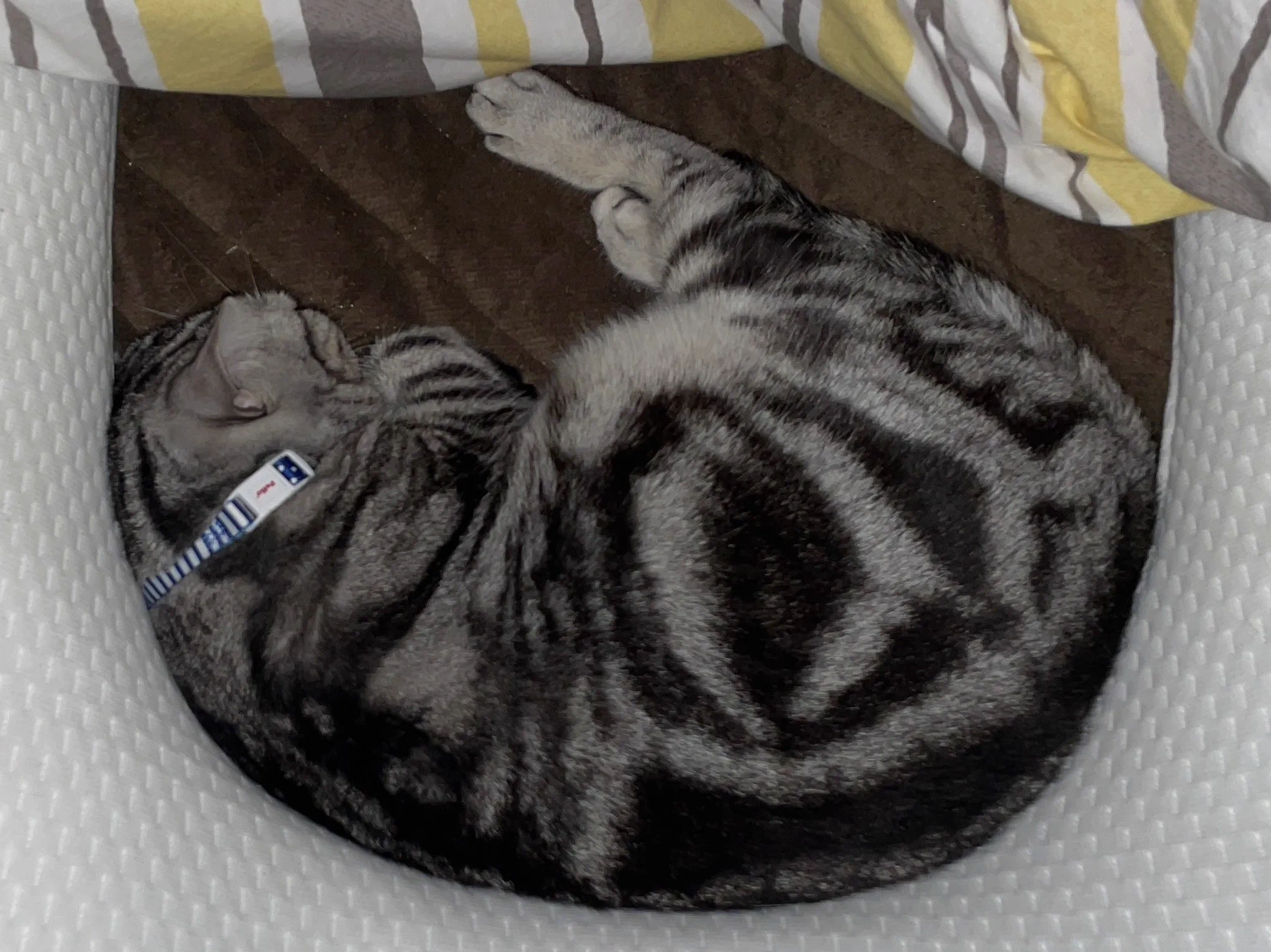 @kyuryuZ うちのは黄金比タイプですね 