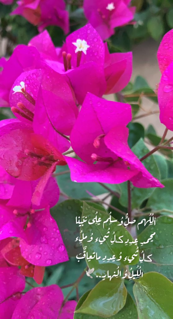 Yousef11977's tweet photo. ألُِلُِهم صلُِِّ وُسلُِم عٍلُِى نبَينا محٍمدِ عٍدِدِ ڪلُِ شُيء وُملُِء ڪلُِ شُيء وُعٍدِدِ ماتعٍاقٌبَ الُِلُِيلُِ وُالُِنهارٍ..🕊 https://t.co/zvXZijD24j