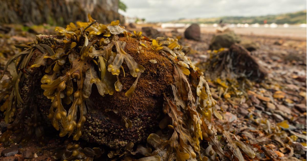 immagoglobal's tweet photo. Seaweed could soon be harvested to make packaging, with the fiber having been earmarked as a potential sustainable alternative to conventional wood and paper material by global packaging company DS Smith.
https://t.co/UVKUD77FAH
#plasticalternative #biopackaging #immago https://t.co/6q4MmCZToy