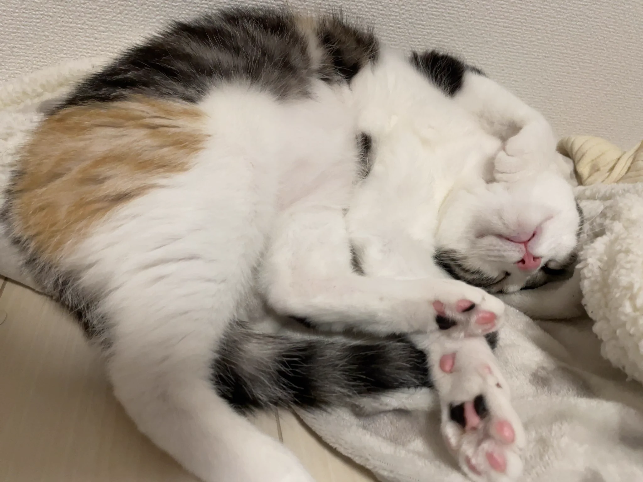 @kyuryuZ ウチの子も似たような寝方してます。 