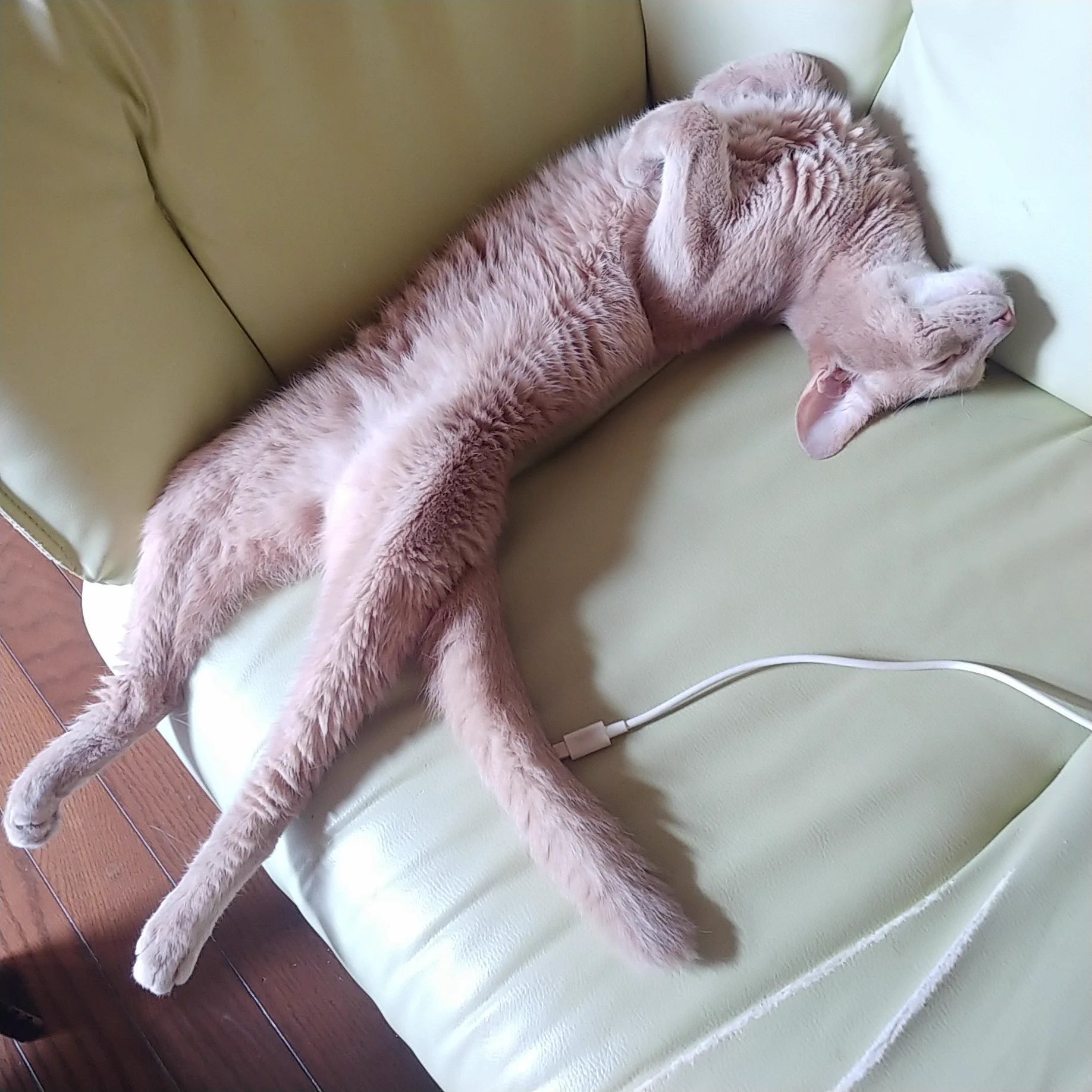 @kyuryuZ うちの猫もキュルガみたいな寝相をしてます。 