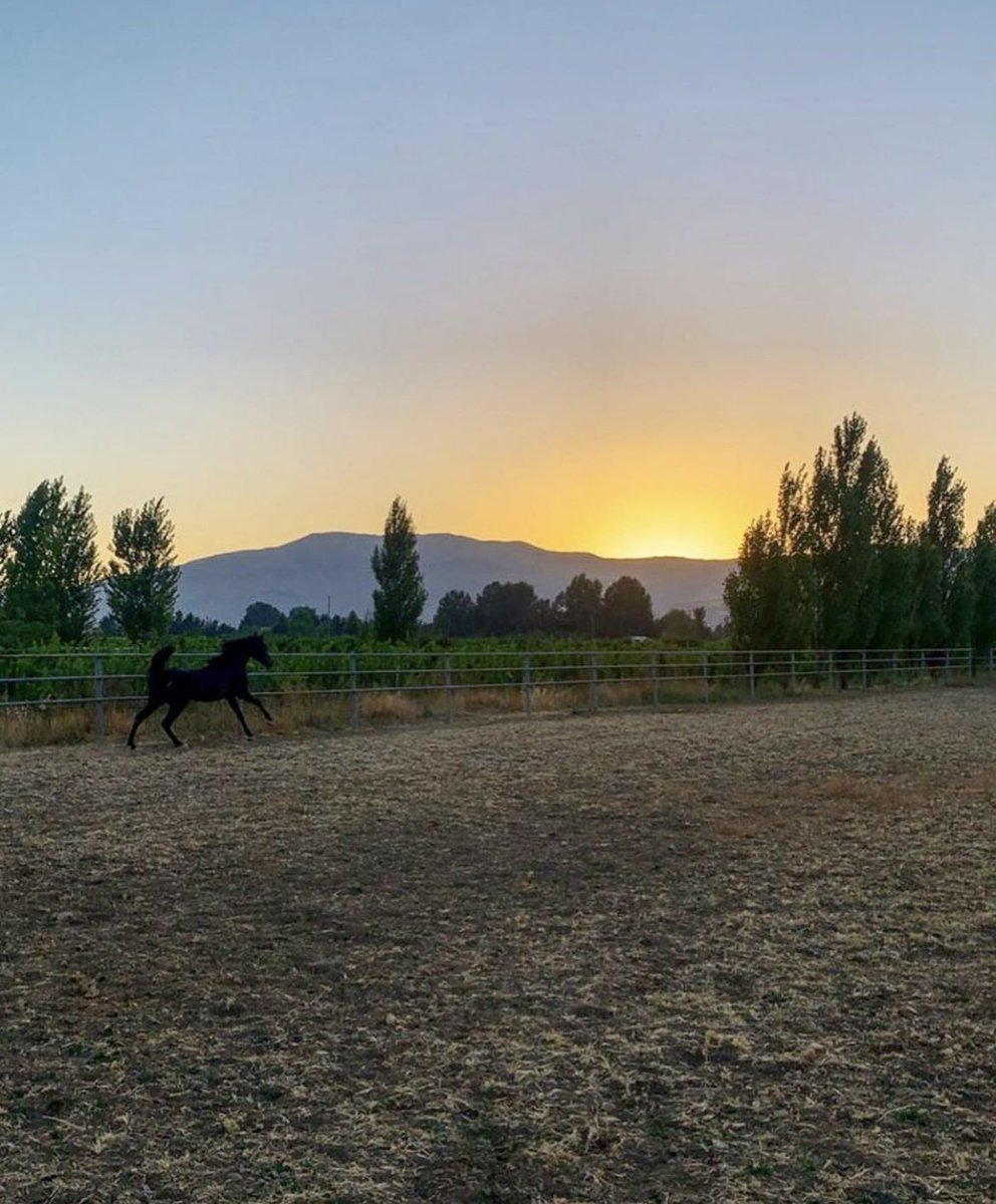 #domainewardy #vineyard #vine #nature #wardystud #arabianhorse #waho #zahle #beqaa #lebanon #wine #arak #vodka #winery #distillery #arakwardy #gantousandabouraad #alterevodka #dusk #winetasting #summervenue #drinkresponsibly #cheers
@wardystud 
@patrick_riachy