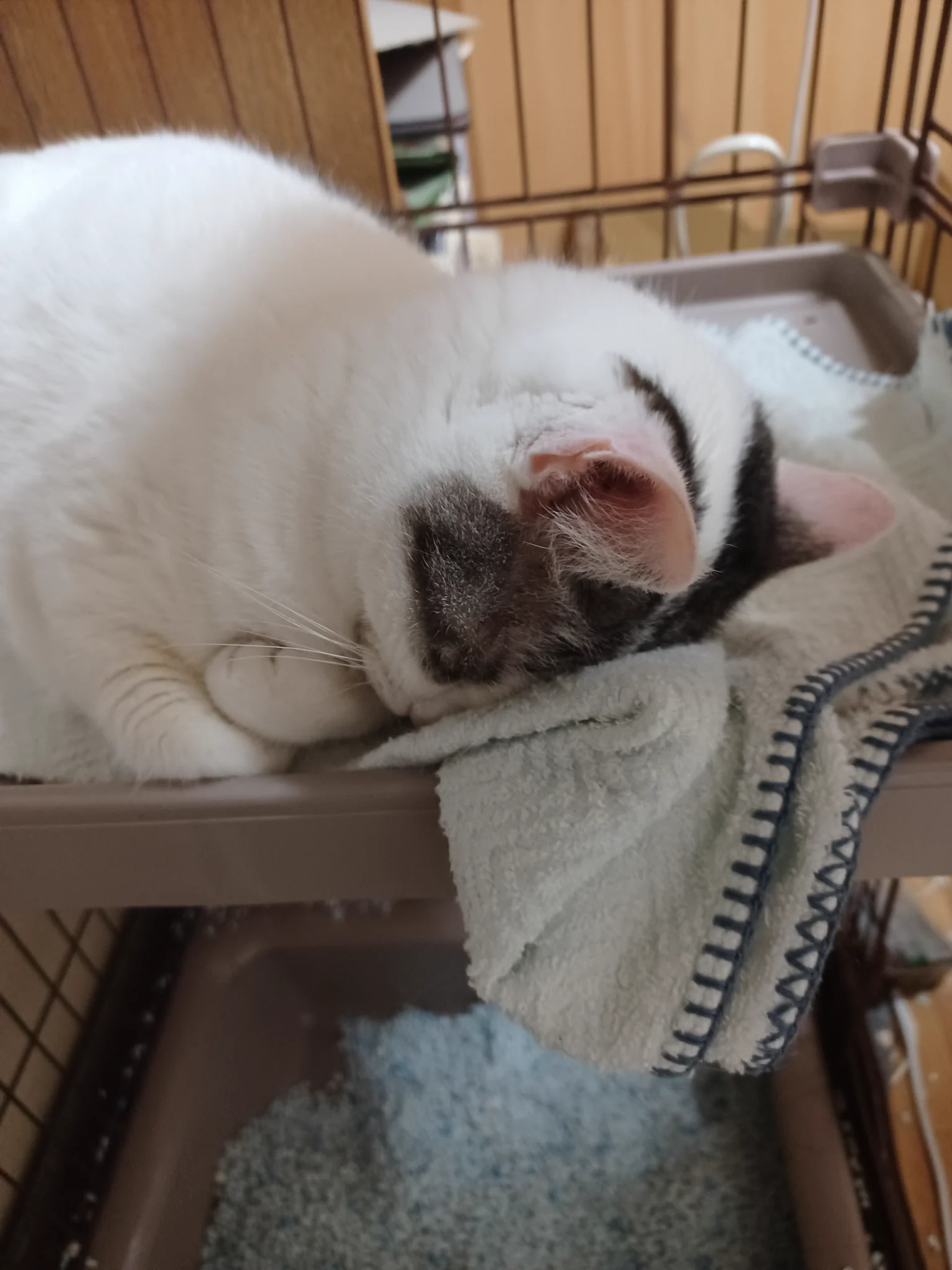 @kyuryuZ いつもこんな感じです💦 