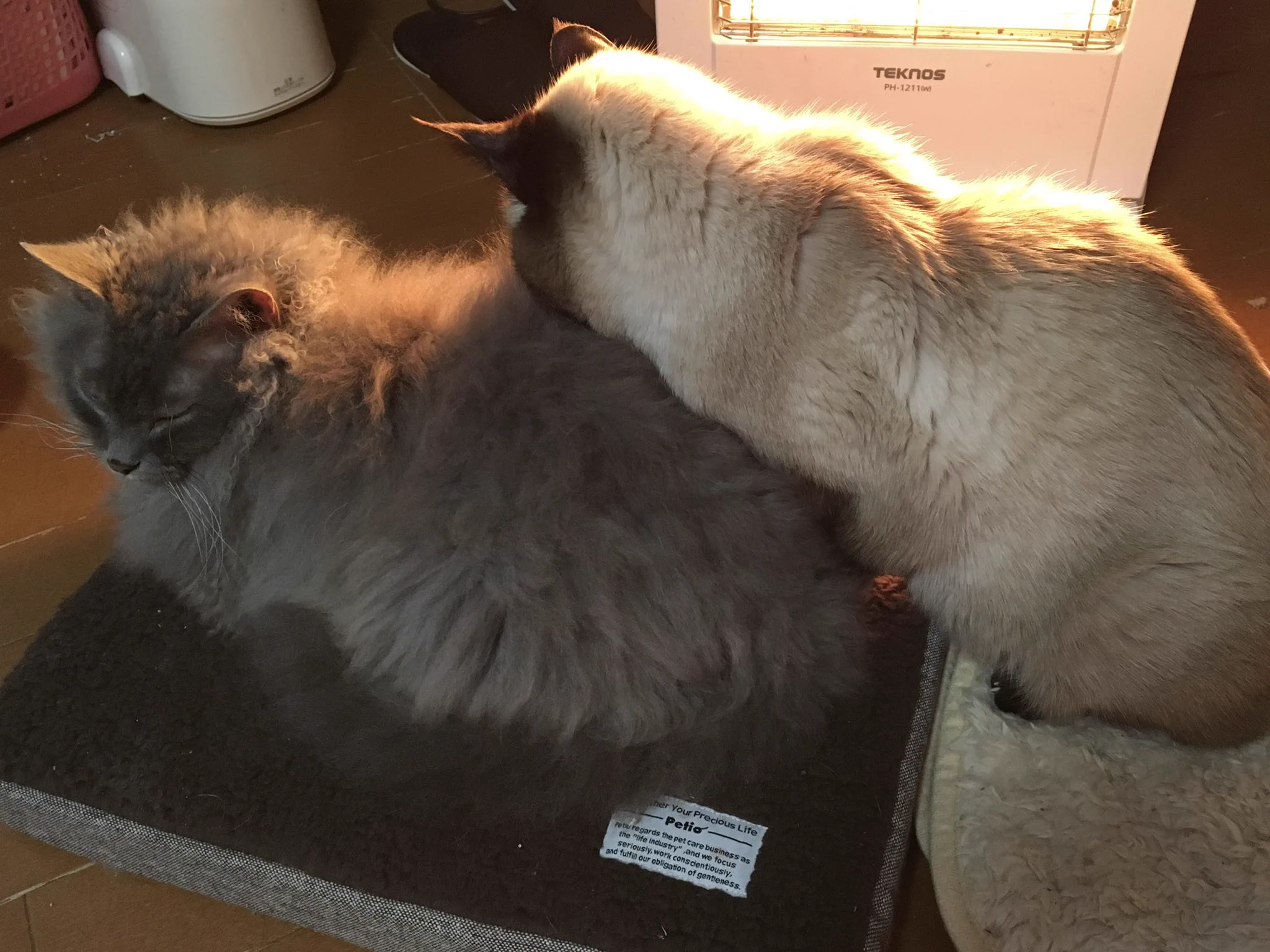 @kyuryuZ キュルちゃん、寝てる時の後ろ足がめっちゃかわいい(´ω`)
うちの今は亡きシャムもどきくんは、よくこんなんなってました(T ▽ T) 