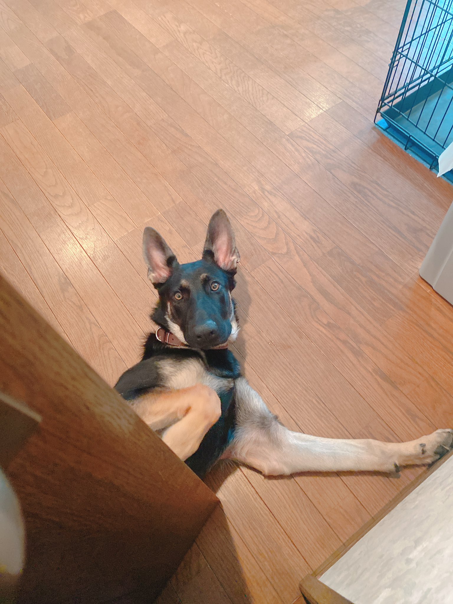 تويتر 金まり على تويتر とりあえず夕飯のサラダとミネストローネと枝豆 あー 半熟カレー煎餅食べたい 食っちゃ寝でも太らないワンコが羨ましい シェパード 子犬 大型犬 ダイエット 血糖値 食事制限 T Co Qspdyzxdqa