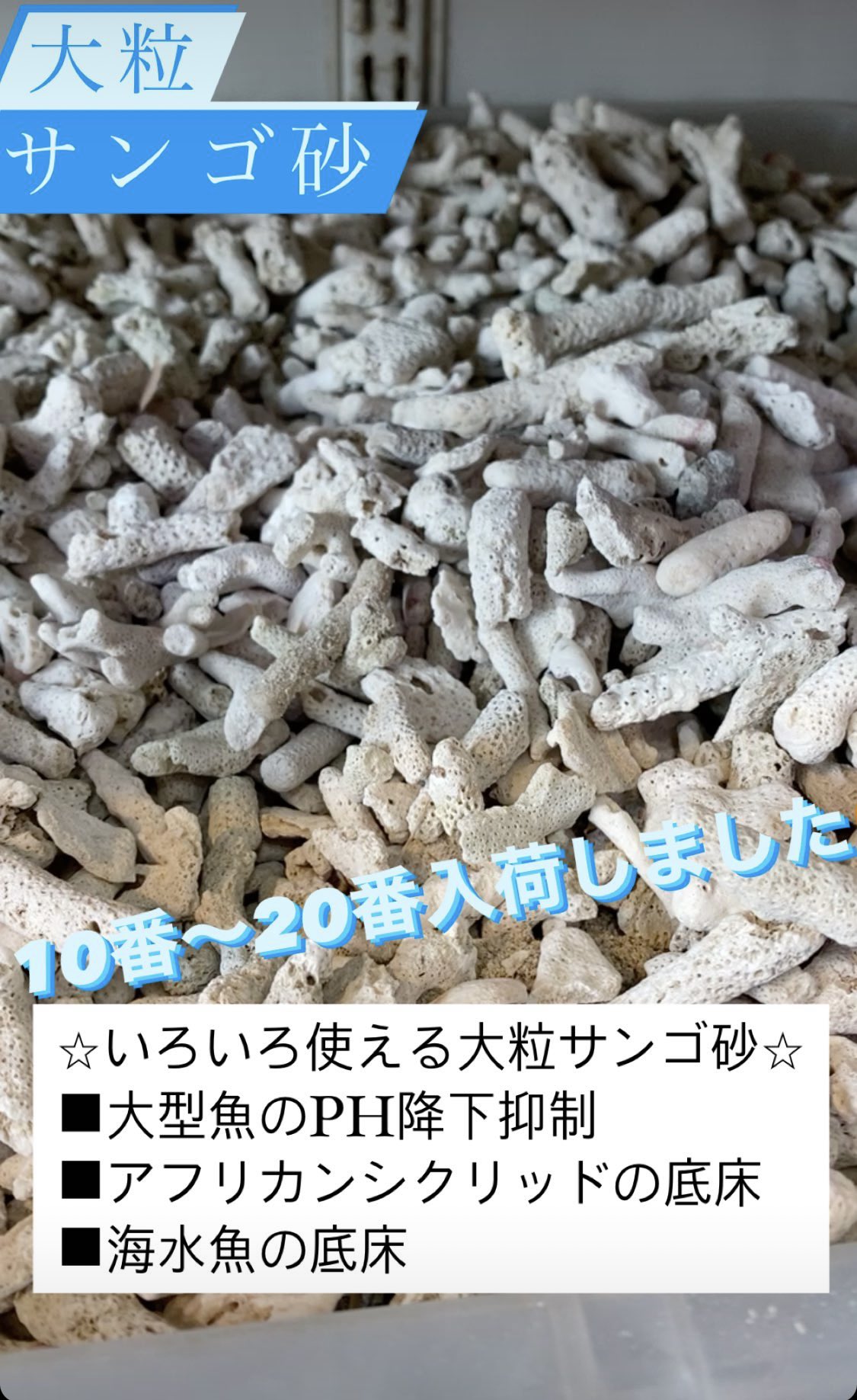 アクアノート タチバナ 大粒サンゴ砂入荷しました 大型魚のph降下の抑制やアフリカンシクリッドの底床素材 海水魚の底床などにも使えます 入荷頻度が少ないのでお求めのお客様は是非ご来店下さいませ 大型魚 アクアリウム サンゴ砂 T