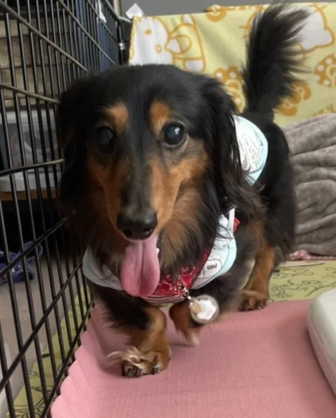 うちの場合は亡き愛犬が母にこの犬を救ってくれって5匹くらいの犬見せられて（みため記憶なし）
突然保護団体に寄付しだすって騒ぎだし
だがどう見てもサギっぽいところで…
私が団体色々調べてたら里親募集の画面で
コイチに目が止まった
翌日電話、翌週にはうちの子になりました(*'▽')  