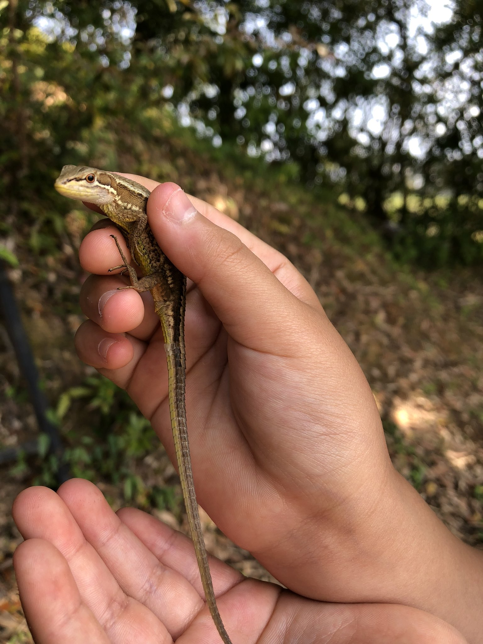 日本かなへび Twitter Search Twitter