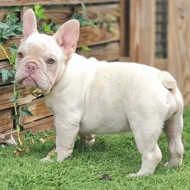 YOU CAN PURCHASE YOUR DREAM PUP IN ETH🤍🖤🤎💜

instagram.com/bulldogz_by_ra…

For more content and legitimacy