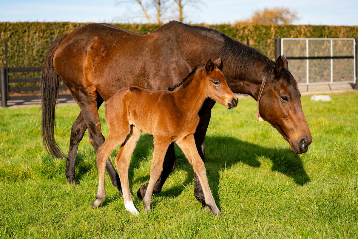 PencarrowStud's tweet photo. Foal Friday 🐴
And just like that – our 2022 foaling season has kicked off! Yesterday Group One-winning #Pencarrow mare #Insouciant produced a strong and athletic filly by prolific sire #Dundeel. We can’t wait to see what she will achieve on the turf! 🥳 https://t.co/lEB0EqtwEt