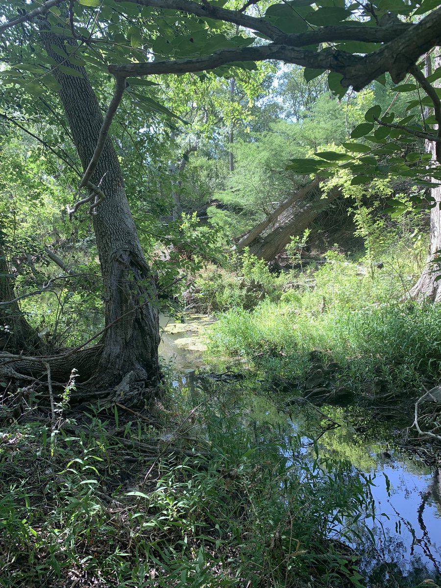 MsBelville's tweet photo. Took a path to Clear Fork Creek.. https://t.co/VCzRTJne1R