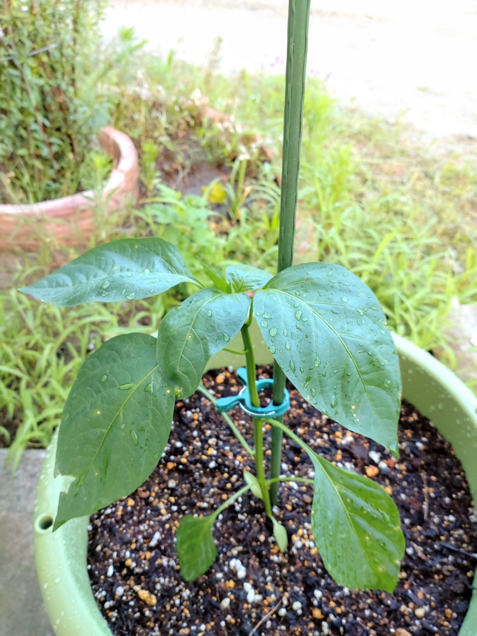 Hitomi T ピーマン 一株青枯れ病らしき症状で枯らしてしまったので 新しい苗を買ってきました 病気出たっぽいとこはしばらく植え付けられないので 今回は鉢に植えました ピーマン秋まで採れるしまだ今からでもいけるっしょ 家庭菜園 夏野菜