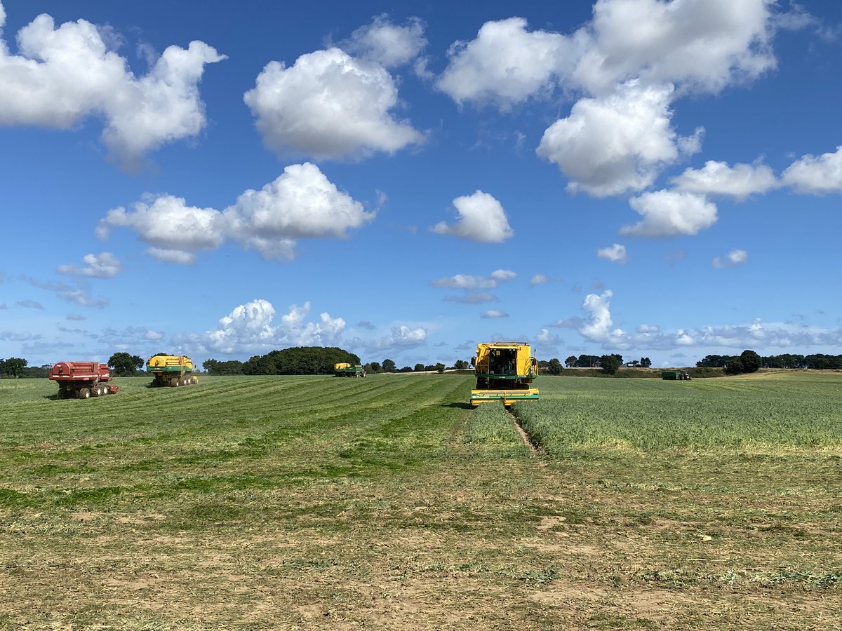 peamanruss's tweet photo. Another #beautiful #day here in the AGL #pea field as the #team start to set ๐ on the #homestraight https://t.co/P3o1p1dDdl
