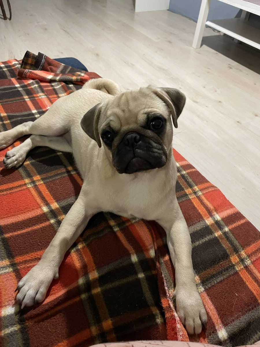 vesnaaart's tweet photo. Look! 
How she grew up)) and there was such a baby when we took her. My girl, Odi. 
I love her❤️
#VesnaaLife https://t.co/zypOsj8YKD