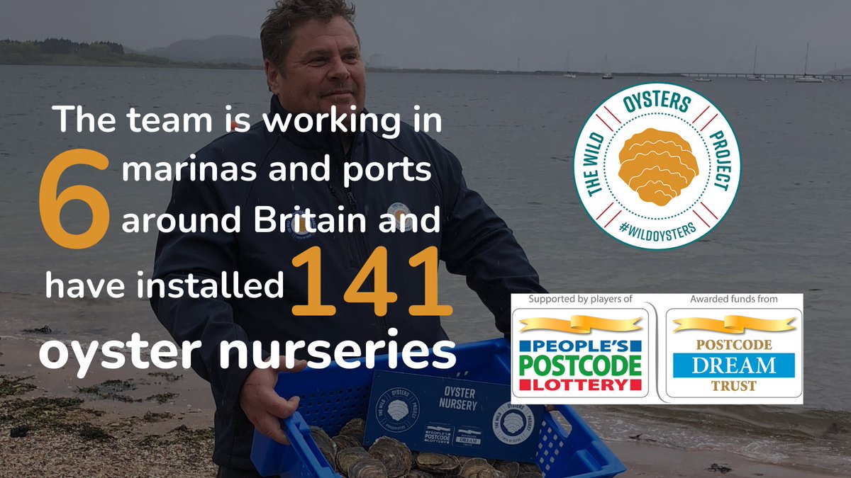 The Wild Oysters Project (@wild_oysters) on Twitter photo To date we have installed 141 oyster nurseries, containing 4,000+ native oysters in 6 marina sites across 🏴🏴🏴We have set up restoration sites with our brilliant delivery partners @GWKNE , @sos_bangor_uni , <a href="/ClydePorpoise/">Dàibhidh</a> ! #WorldOysterDay #generationrestoration #NativeOyster To date we have installed 141 oyster nurseries, containing 4,000+ native oysters in 6 marina sites across 🏴🏴🏴We have set up restoration sites with our brilliant delivery partners @GWKNE , @sos_bangor_uni , <a href="/ClydePorpoise/">Dàibhidh</a> ! #WorldOysterDay #generationrestoration #NativeOyster