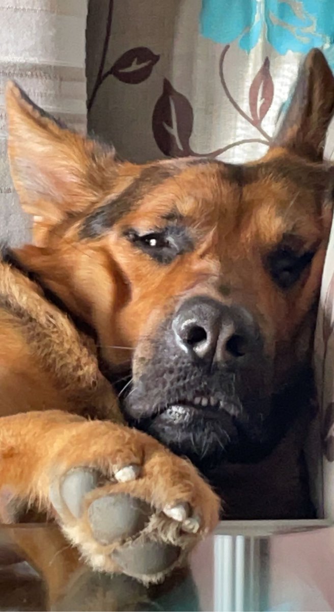 Doz i look cute while sleeping 👀 #dogs #gsd #germanshepherd