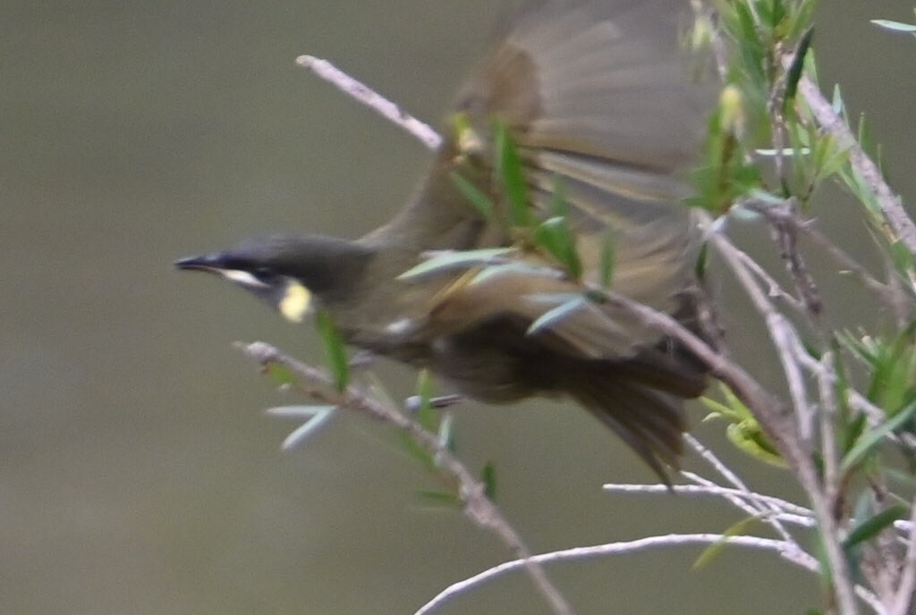 Hi All,
Today photographic Theme was “ Birds in Flight”
Have a lovely Friday evening and a great Weekend 
#birds #birdsinglight 
@olivia_brisbane @Bildagraham1 
@HarleyRoze_BBW