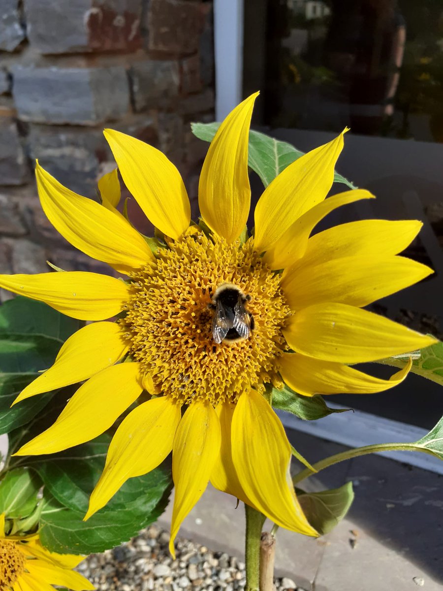 SWH_Ltd's tweet photo. Loving that our office sunflowers, planted as part of Eurovia UK Ltd's #WorkplaceInBloom competition have now bloomed and are attracting the bees! #buzzing #beeinvolved https://t.co/RTK74Gf97J