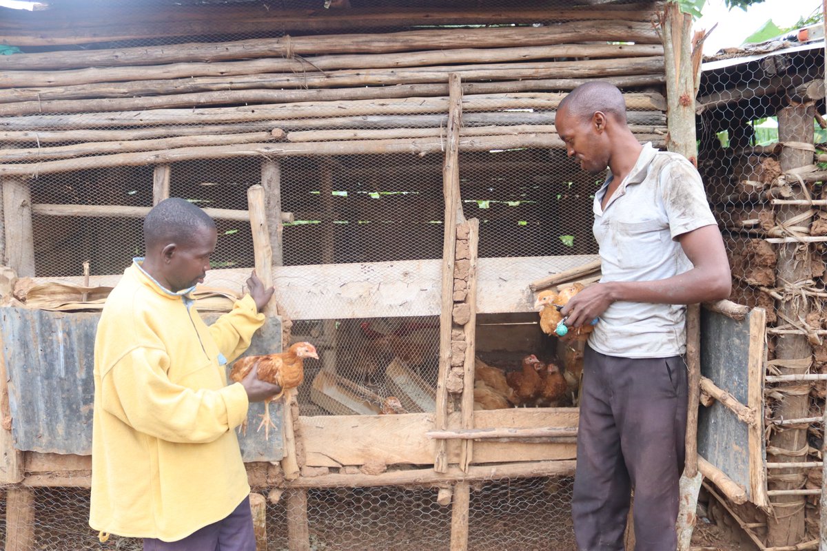 kisoboka_africa's tweet photo. A member of Kanoni #SCOBA group inspecting his poultry project. He says that the #Kisoboka SCOBA program in his community has given him an #opportunity to always access #finances to invest in #income generating projects like chicken rearing.
#ItsPossible https://t.co/U39Jj9E1aW