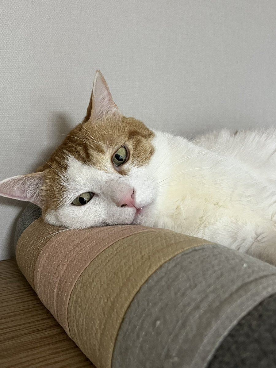 우리 샛별이도 많이 궁금하시죠??😊😊
이렇게 예쁘게 잘 지내고 있어요
아주 애교쟁이랍니다🐈🐈🫶🏻