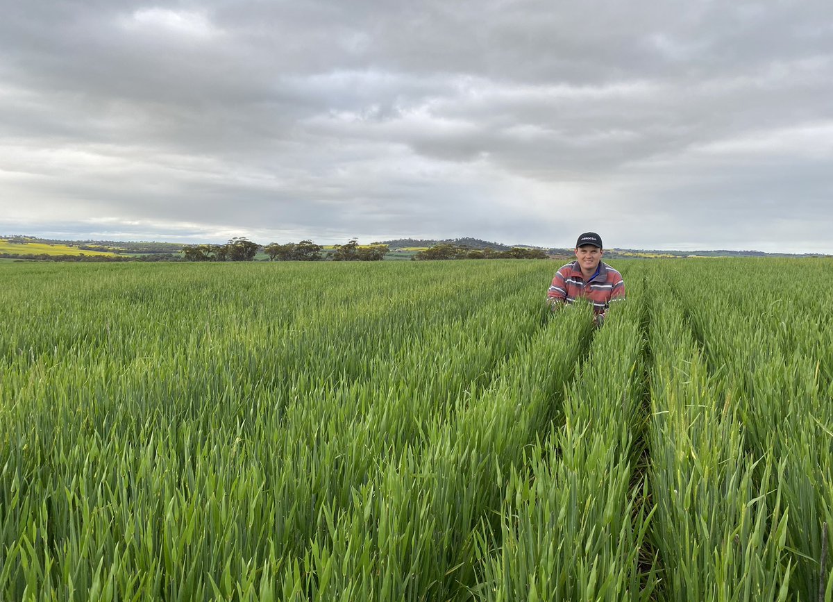 A very happy looking  Maximus CL crop just outside Northam this afternoon. Great to see low disease pressure in such a robust crop. <a href="/SandonKnipe/">Sandon Knipe</a>