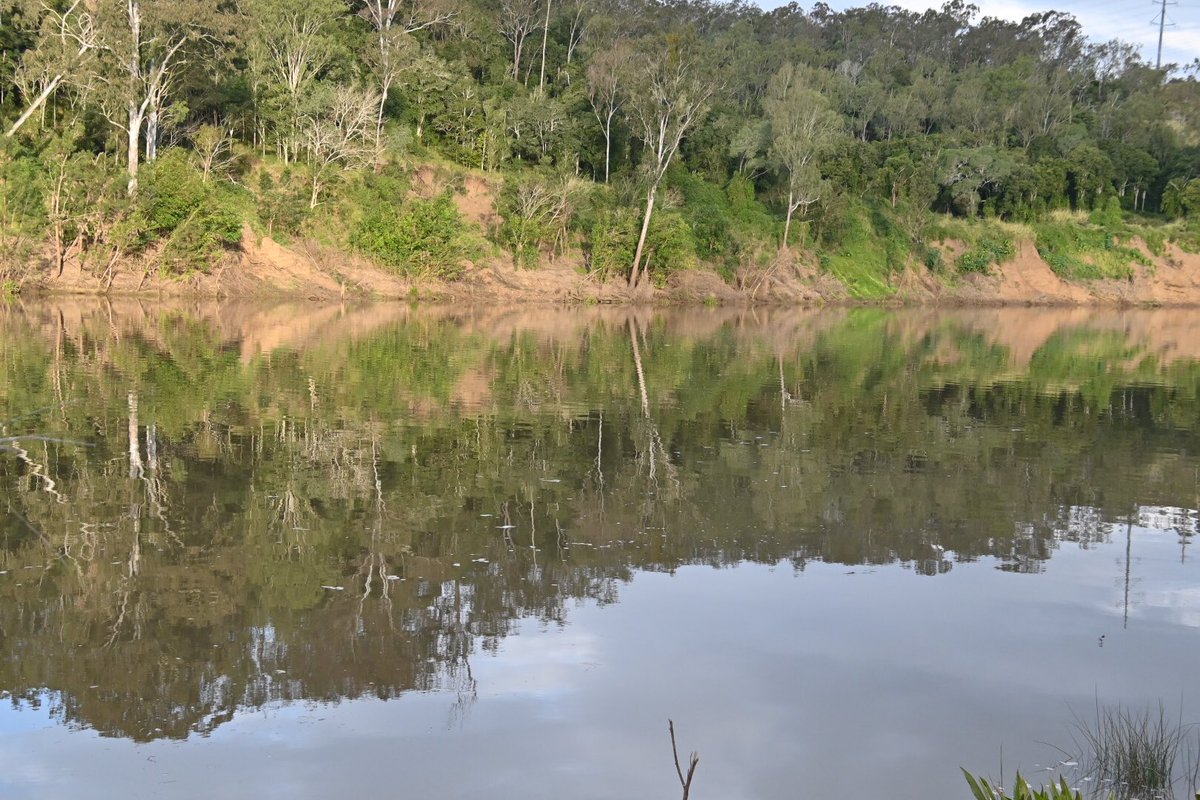 Hi all, Reflections along the Brisbane River upstream of the Moggill Ferry #reflections #Brisbaneriver @olivia_brisbane @Bildagraham1 @HarleyRoze_BBW