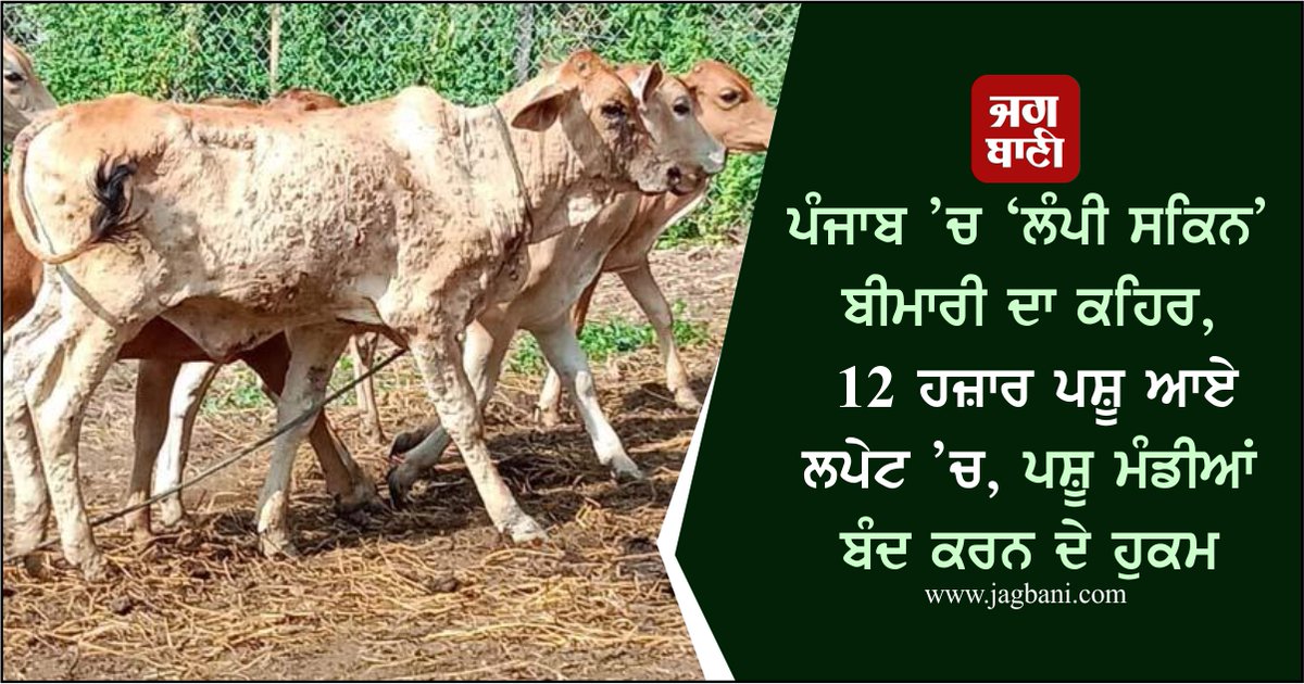 JagbaniOnline's tweet image. ਪੰਜਾਬ ’ਚ ‘ਲੰਪੀ ਸਕਿਨ’ ਬੀਮਾਰੀ ਦਾ ਕਹਿਰ, 12 ਹਜ਼ਾਰ ਪਸ਼ੂ ਆਏ ਲਪੇਟ ’ਚ, ਪਸ਼ੂ ਮੰਡੀਆਂ ਬੰਦ ਕਰਨ ਦੇ ਹੁਕਮ
jagbani.punjabkesari.in/punjab/news/th…
#LumpySkin #Disease #Punjab #Animals #Infected #Chandigarh #Jalandhar
