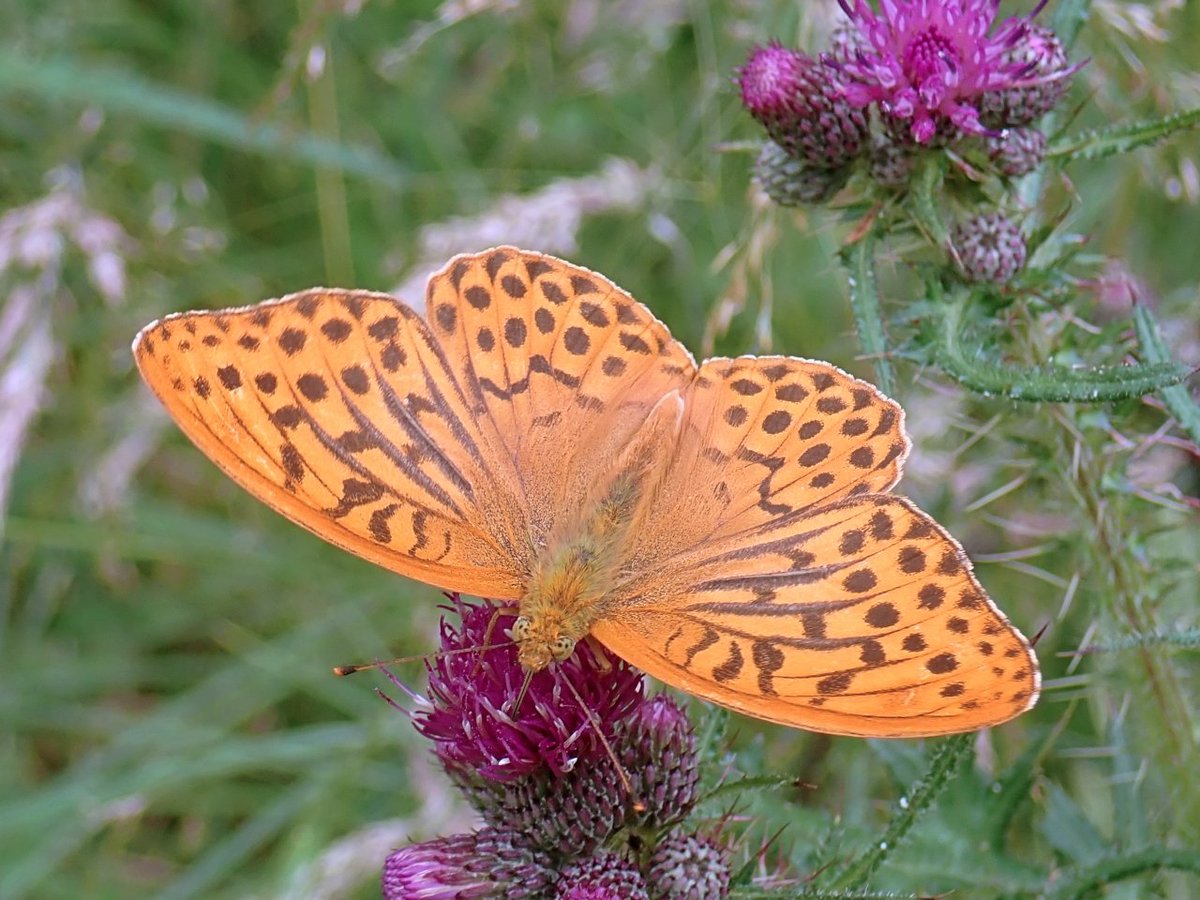 UK Pollinator Monitoring Scheme (@pomscheme) on Twitter photo There's more to thistles than spines! Read the latest PoMS blog, from <a href="/episyrphusb/">Rob Jaques</a> of <a href="/BTO_GBW/">BTO Garden BirdWatch</a>, about some of the many links between thistles, #pollinators & other wildlife: ukpoms.org.uk/thistles-suppo… & experience this for yourself by doing a FIT Count on your nearest thistle patch There's more to thistles than spines! Read the latest PoMS blog, from <a href="/episyrphusb/">Rob Jaques</a> of <a href="/BTO_GBW/">BTO Garden BirdWatch</a>, about some of the many links between thistles, #pollinators & other wildlife: ukpoms.org.uk/thistles-suppo… & experience this for yourself by doing a FIT Count on your nearest thistle patch