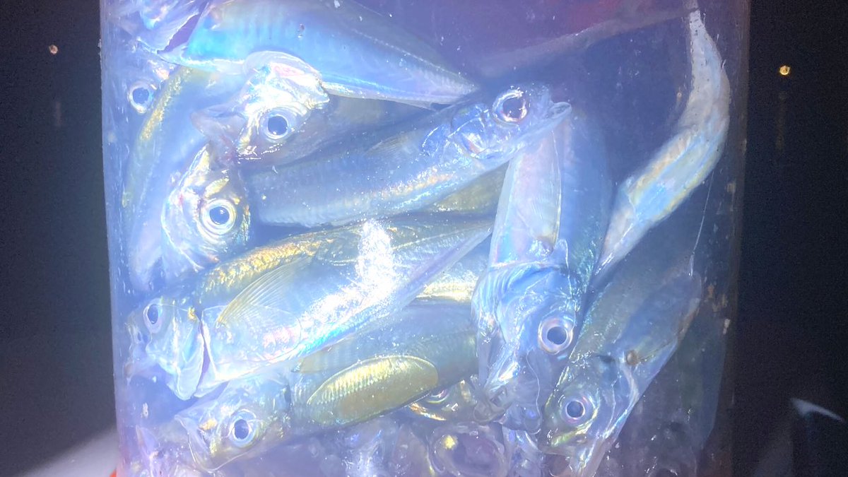 ひたすら豆アジでした🎣
良かったら動画ご視聴下さい😄
youtu.be/Ahs1f9PN-hU

#アジ釣り　#糸島釣り