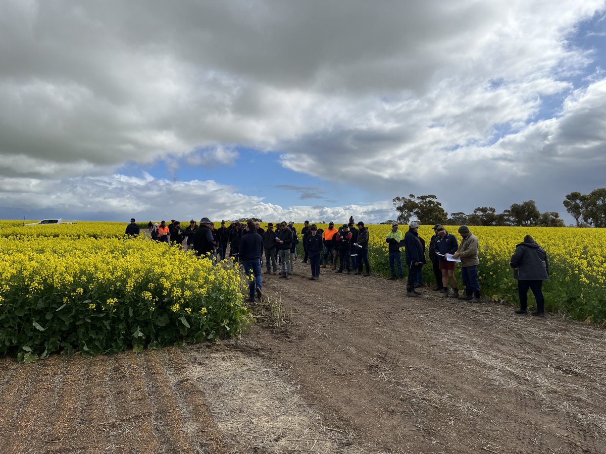 SteveLamb6's tweet photo. Great field day yesterday with Central Ag customers seen here at the Bolgart NVT where all the Canola varieties looked as they should at one of best Canola NVT’s ever seen #livingfarm https://t.co/O3b0bIS1U8
