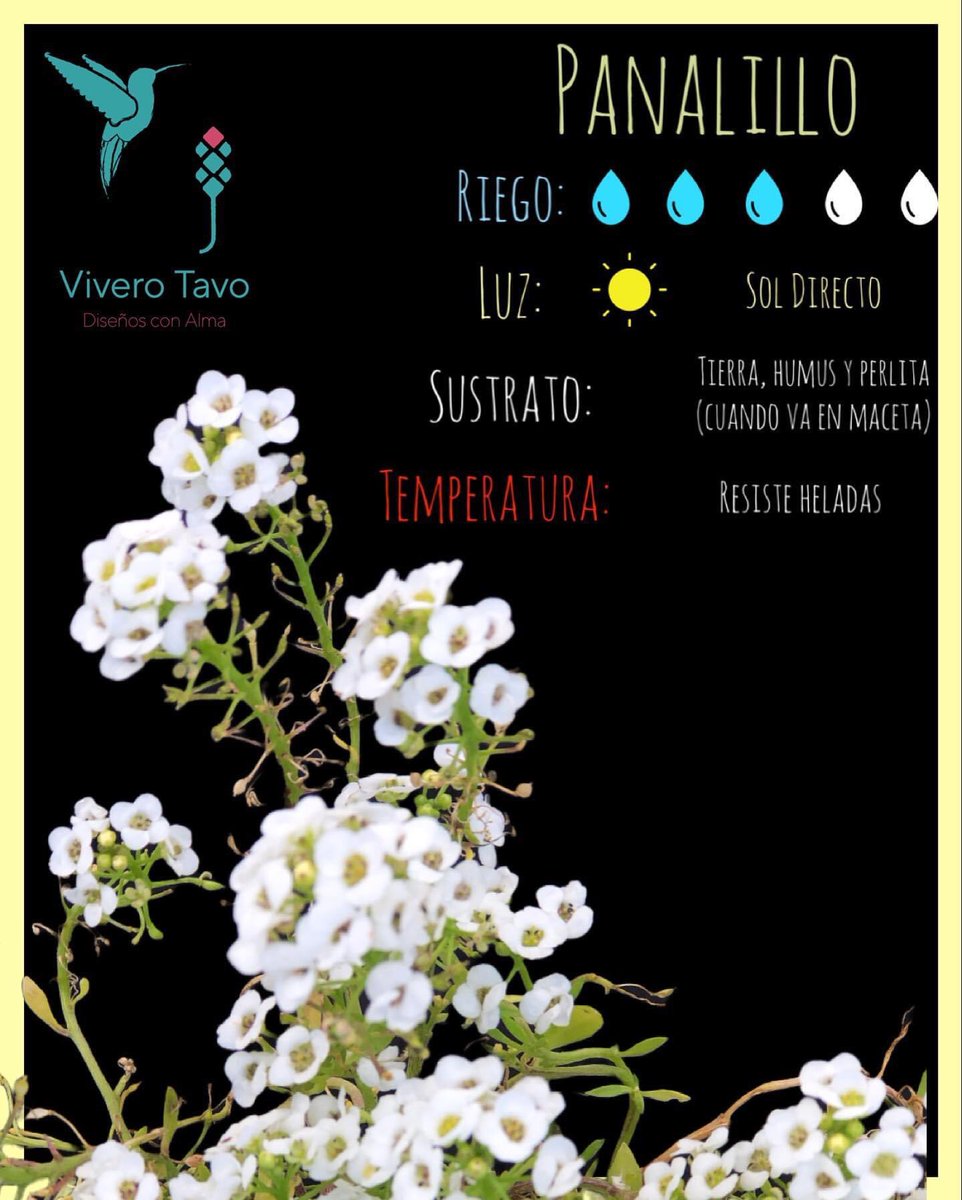 ViveroTavo's tweet photo. Planta Panalillo ¡Visítanos, te estamos esperando!

#BebederoColibries #Pachuca #cactus #suculentas #plantas #carretas #macetas #elegancia #diseño #sustratos #bancas #agaves #charolasparagerminar #fuentes #vermiculita #perlita #humusdelombriz #interiores #jabonpotasico https://t.co/MkM9agBybc