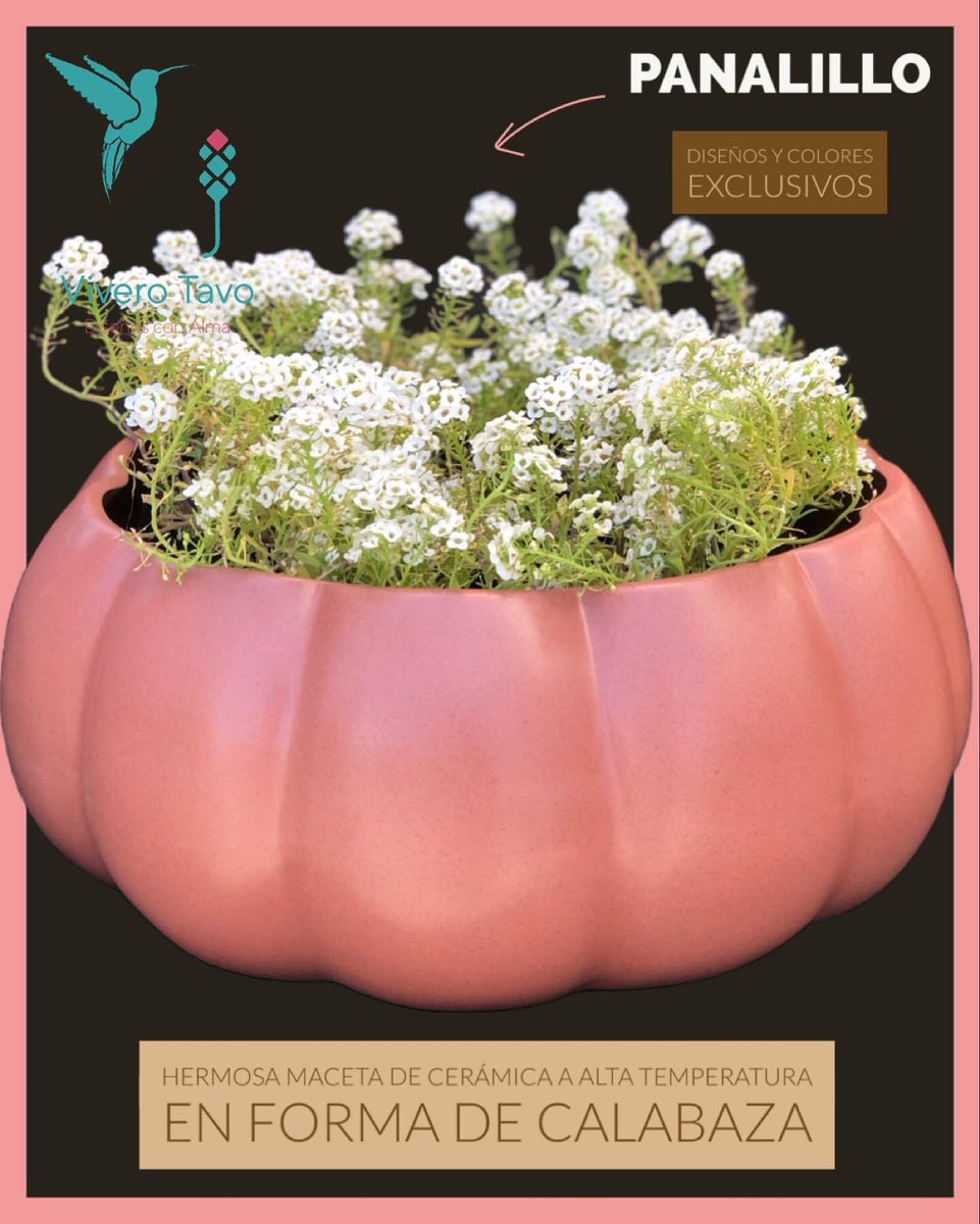 ViveroTavo's tweet photo. Planta Panalillo ¡Visítanos, te estamos esperando!

#BebederoColibries #Pachuca #cactus #suculentas #plantas #carretas #macetas #elegancia #diseño #sustratos #bancas #agaves #charolasparagerminar #fuentes #vermiculita #perlita #humusdelombriz #interiores #jabonpotasico https://t.co/MkM9agBybc